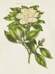 Herbal Botanical IX Flower | Obraz na stenu