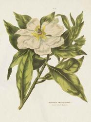 Herbal Botanical II Flower | Obraz na stenu