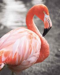 Flamingo I on BW | Obraz na stenu
