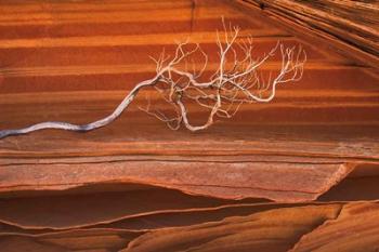 Coyote Buttes III | Obraz na stenu