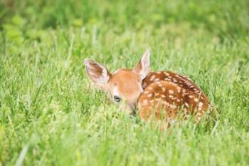 A Fawn | Obraz na stenu