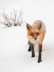 Red Fox III | Obraz na stenu