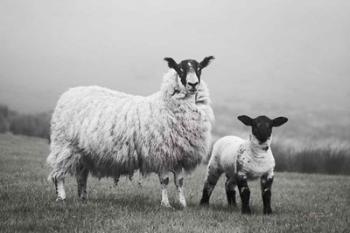 Islay Sheep I | Obraz na stenu