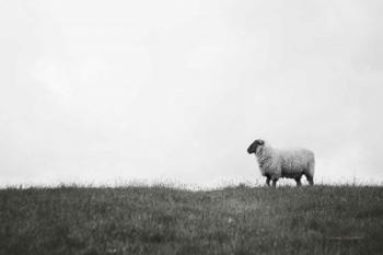Islay Sheep II | Obraz na stenu