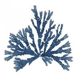 Pacific Sea Mosses Blue on White IV | Obraz na stenu