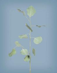 Simple Stems I Blue Crop | Obraz na stenu