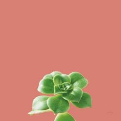 Succulent Simplicity VII Coral | Obraz na stenu