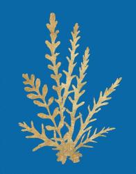 Pacific Sea Mosses III Blue | Obraz na stenu