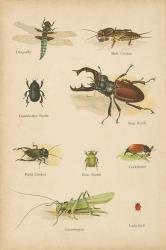 Natural History Book IV | Obraz na stenu