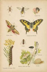Natural History Book VI | Obraz na stenu