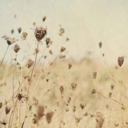 Falling Queen Annes Lace II Crop Sepia | Obraz na stenu