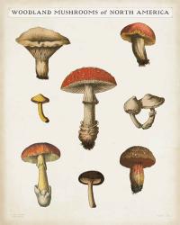 Mushroom Chart II Light | Obraz na stenu
