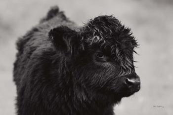 Scottish Highland Cattle XI BW | Obraz na stenu