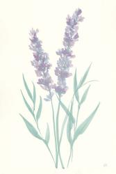 Lavender I | Obraz na stenu