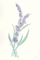 Lavender II | Obraz na stenu