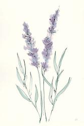 Lavender III | Obraz na stenu