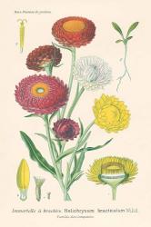 Antique Botanical XL Light | Obraz na stenu