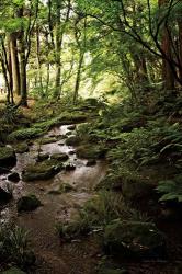 Lush Creek in Forest | Obraz na stenu