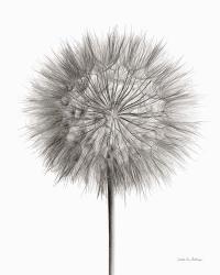 Dandelion Fluff on White | Obraz na stenu