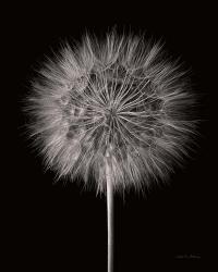 Dandelion Fluff on Black | Obraz na stenu