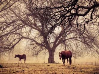 Morning Calm II | Obraz na stenu