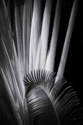 Tropical II | Obraz na stenu