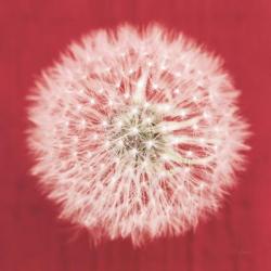 Dandelion on Red I | Obraz na stenu