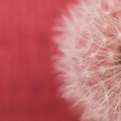 Dandelion on Red II | Obraz na stenu