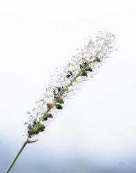 Seeds and Water I | Obraz na stenu