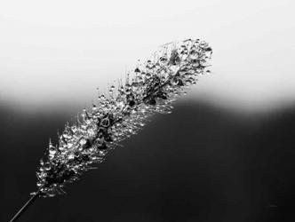 Seeds and Water II | Obraz na stenu