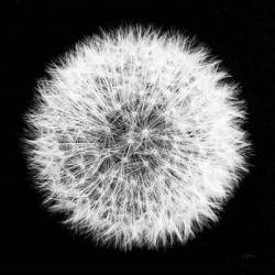 Dandelion on Black I | Obraz na stenu