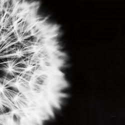 Dandelion on Black II | Obraz na stenu