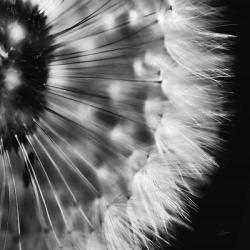 Dandelion on Black III | Obraz na stenu