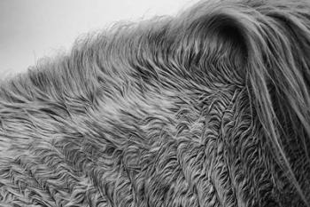 Horse Hair | Obraz na stenu