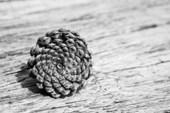 Pinecone | Obraz na stenu