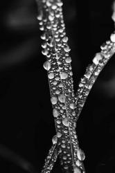 Water Droplets | Obraz na stenu