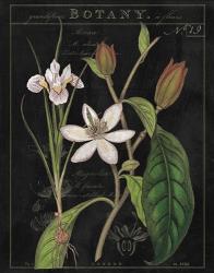 Vintage White Flora III | Obraz na stenu
