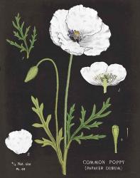 White Poppy Chart | Obraz na stenu