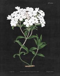 White Botanical on Black Chart VI | Obraz na stenu