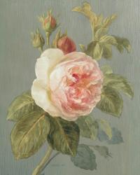 Heirloom Pink Rose | Obraz na stenu