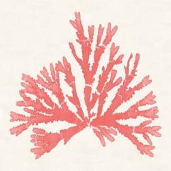 Pacific Sea Mosses IV Coral | Obraz na stenu