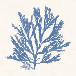 Pacific Sea Mosses I Light Blue | Obraz na stenu
