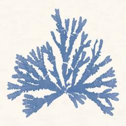 Pacific Sea Mosses IV Light Blue | Obraz na stenu