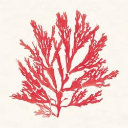 Pacific Sea Mosses I Red | Obraz na stenu