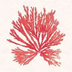 Pacific Sea Mosses II Red | Obraz na stenu