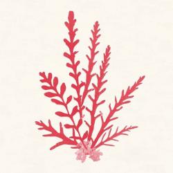 Pacific Sea Mosses III Red | Obraz na stenu