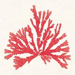 Pacific Sea Mosses IV Red | Obraz na stenu