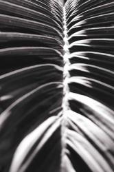 Palm Detail II BW | Obraz na stenu