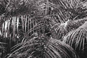 Tropical Fronds BW | Obraz na stenu