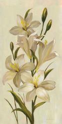 Elegant White Florals I | Obraz na stenu